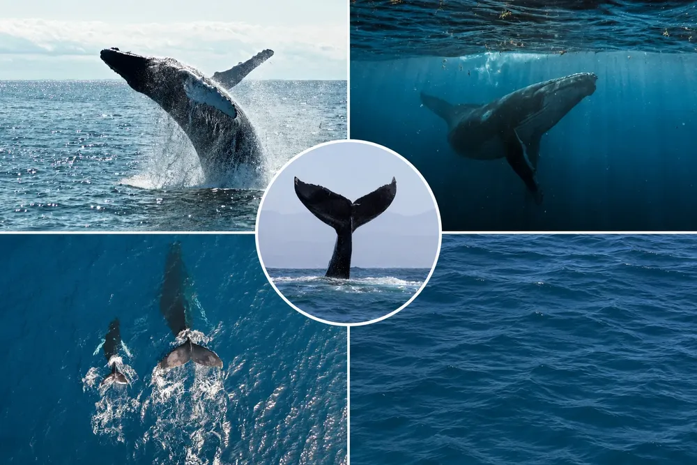 ballenas